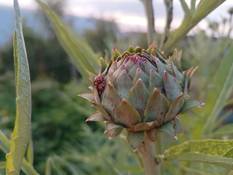 Biodiversiteit en het voedselweb:  ‘de beste tuinier zijn door niet in te grijpen’